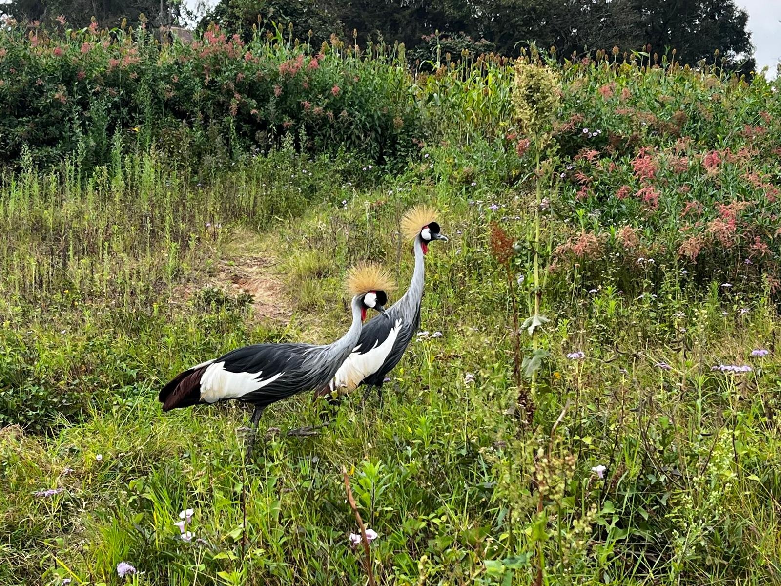 Slika pavjega žerjava