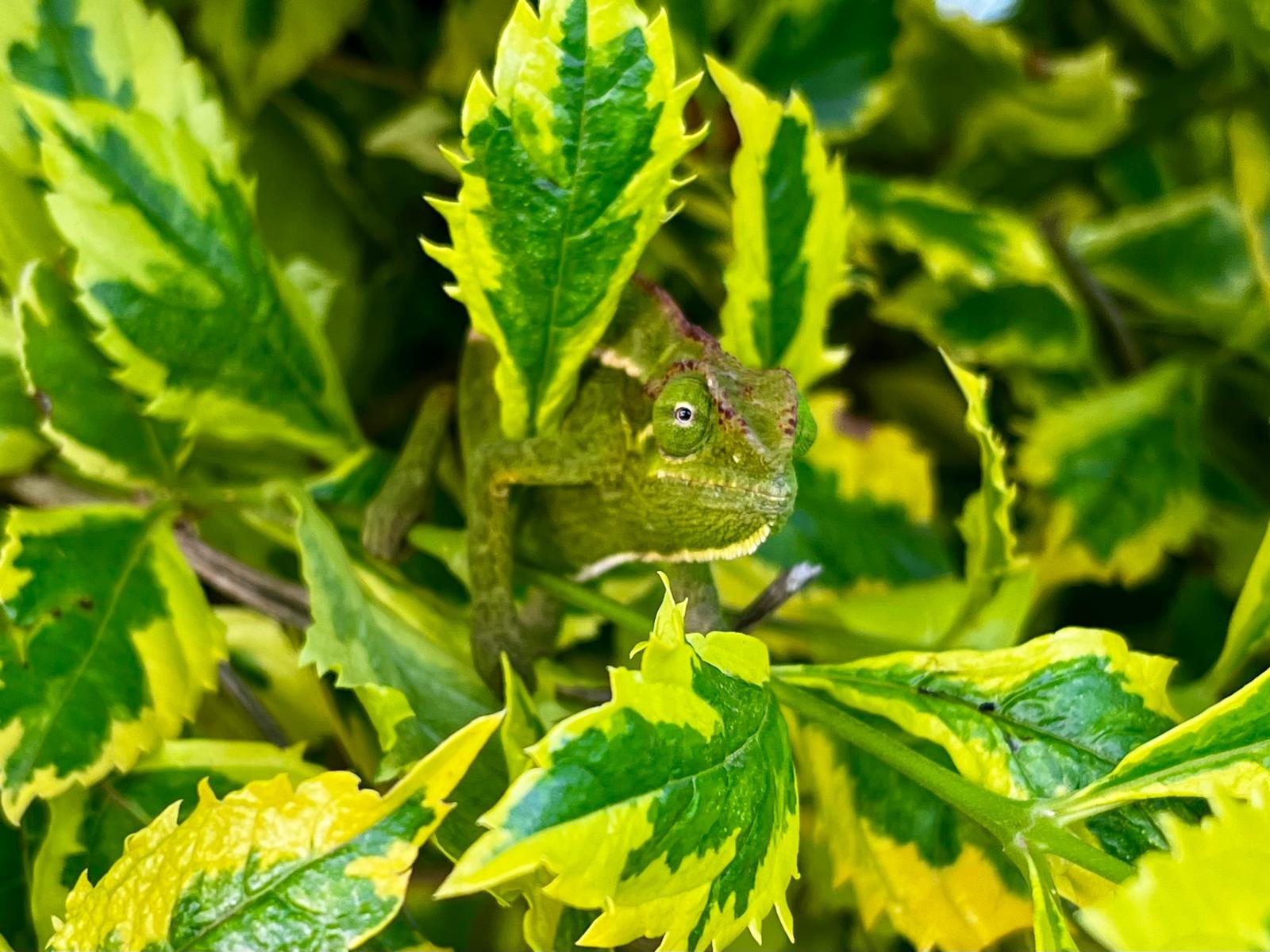 Slika pavjega žerjava